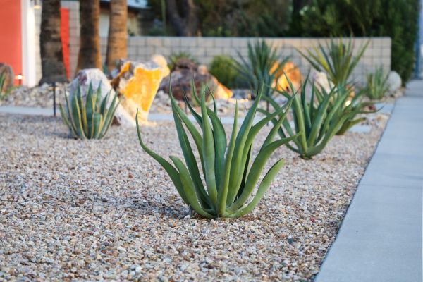Drought Resistant Landscaping in Bremerton