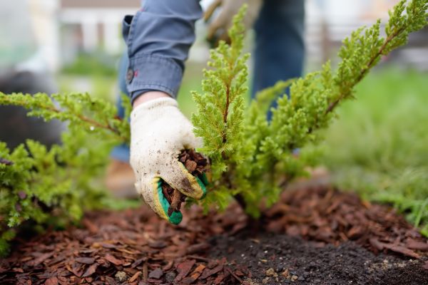 Church Mulching in Bremerton