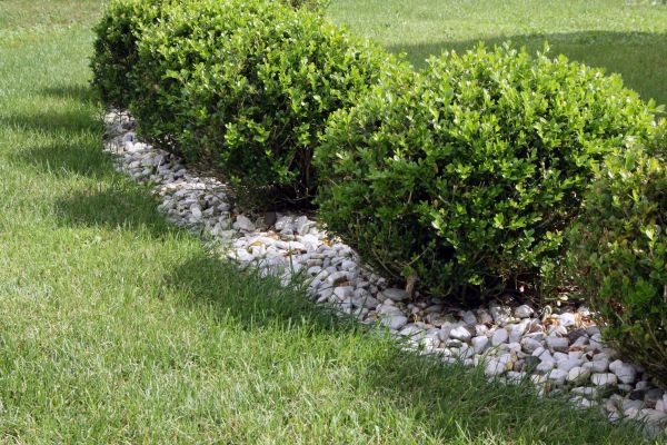 Boxwood Planting in Bremerton