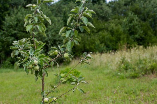 Apple Tree Planting in Bremerton
